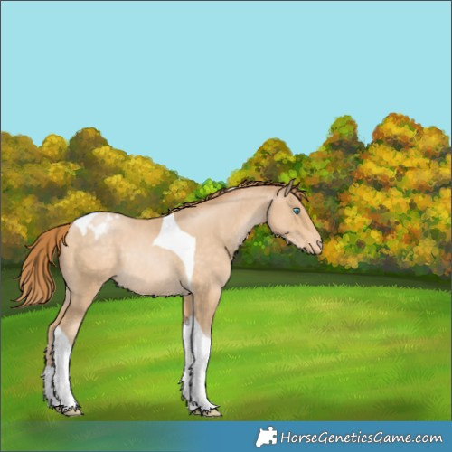 Horse Color:Buckskin Pearl Tobiano Varnish Rabicano 