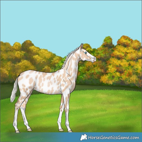 Horse Color:Silver Buckskin Pearl Splash Near Leopard 