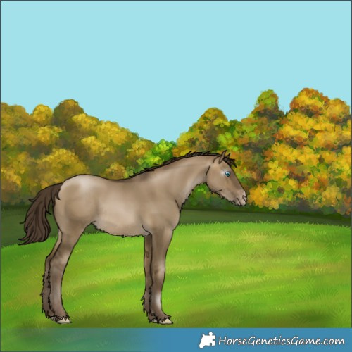 Horse Color:Gray Buckskin Pearl Dun Appaloosa Rabicano 