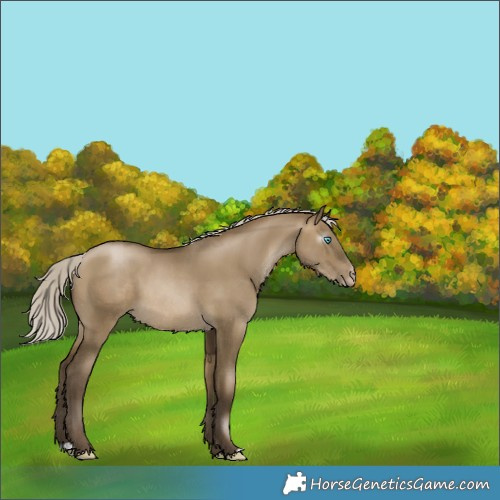Horse Color:Gray Silver Buckskin Pearl Dun 