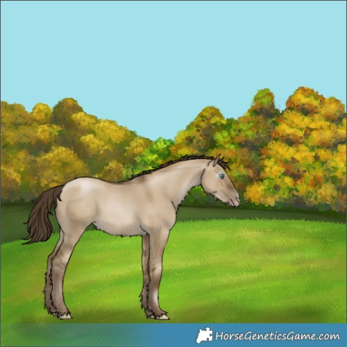Horse Color:Gray Smoky Grullo Pearl 