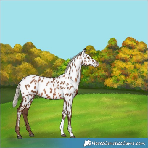 Horse Color:Gray Silver Black Pearl Tobiano Near Leopard Rabicano 
