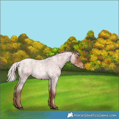 Horse Color:Silver Brown Roan Pearl Rabicano 