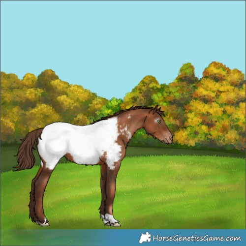 Horse Color:Gray Liver Chestnut Pearl Snowcap Rabicano 