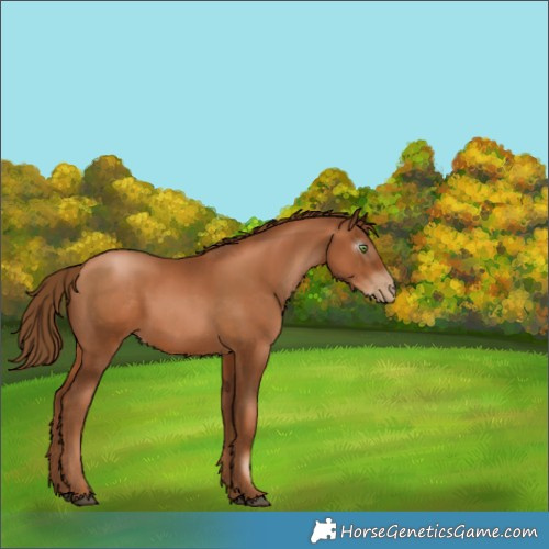Horse Color:Gray Chestnut Pearl 