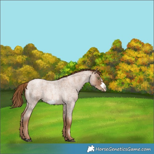 Horse Color:Liver Red Roan Pearl Frame Rabicano 