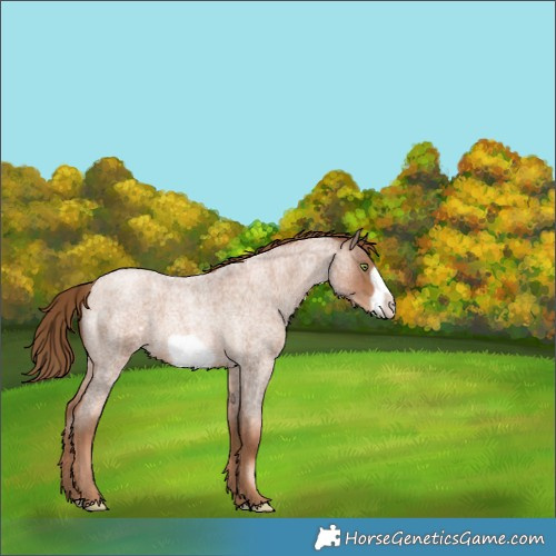 Horse Color:Liver Red Roan Pearl Frame 
