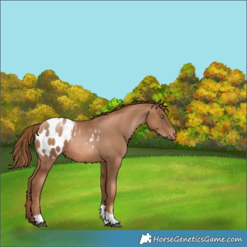 Horse Color:Liver Chestnut Pearl Tobiano Appaloosa 