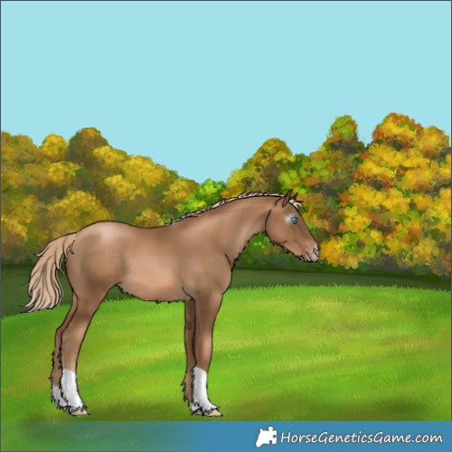 Horse Color:Gray Chocolate Palomino Pearl Tobiano Varnish Rabicano 