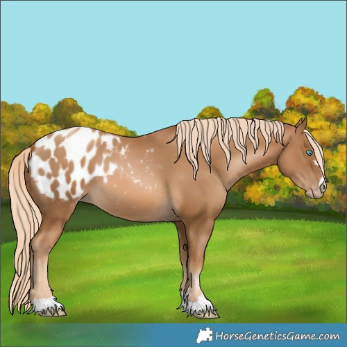 Horse Color:Gray Palomino Pearl Appaloosa 