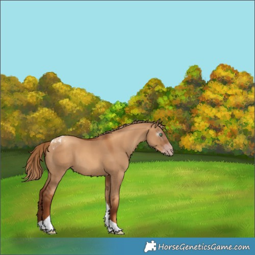 Horse Color:Gray Gold Champagne Dun Tobiano 