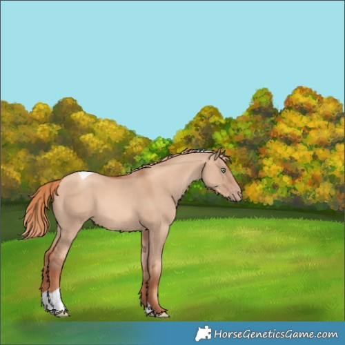 Horse Color:Gold Champagne Dun Tobiano Rabicano 