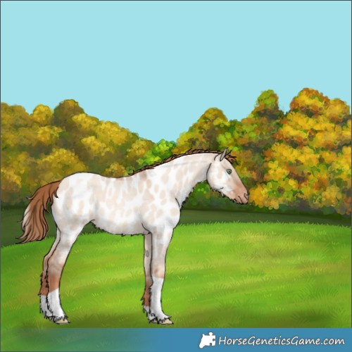 Horse Color:Gold Champagne Roan Dun Tobiano Near Leopard Rabicano 