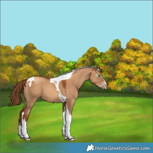 Horse Color:Gray White Spotted Gold Champagne Dun Tobiano 