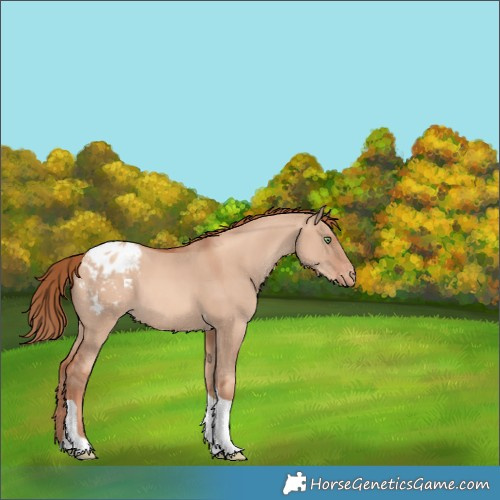 Horse Color:Gold Champagne Dun Tobiano Appaloosa 