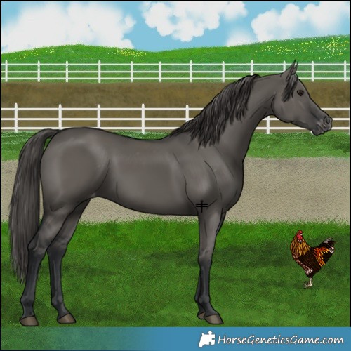 Horse Color:Grullo Varnish 