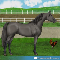 Horse Color:Grullo Varnish 