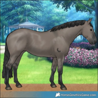 Horse Color:Grullo 