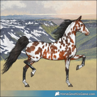 Horse Color:Brown Near Leopard 