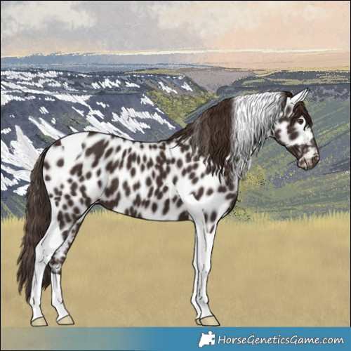 Horse Color:Liver Chestnut Tobiano Appaloosa 