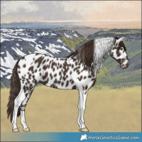 Horse Color:Liver Chestnut Tobiano Leopard 