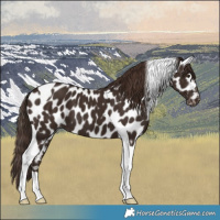 Horse Color:Liver Chestnut Tobiano Appaloosa 