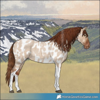 Horse Color:Red Dun Roan Tobiano Near Leopard
