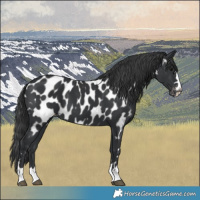 Horse Color:Black Near Leopard 