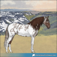 Horse Color:Gray Red Roan Tobiano Near Leopard Rabicano 