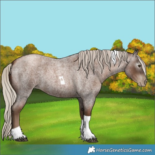 Horse Color:Unknown 