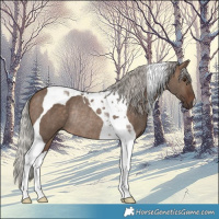 Horse Color:Silver Brown Dun Tobiano Rabicano 