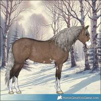 Horse Color:Silver Brown Dun 