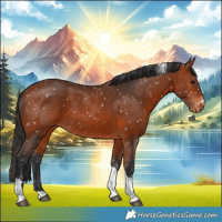 Horse Color:Bay Tobiano Appaloosa 