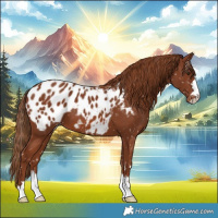 Horse Color:Chestnut Appaloosa 