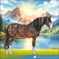 Horse Color:Bay Appaloosa 