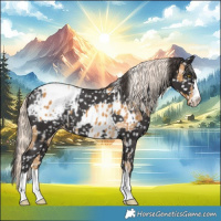 Horse Color:Palomino Appaloosa and Smoky Black Appaloosa