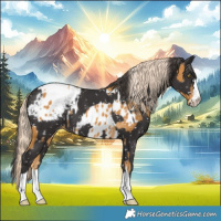 Horse Color:Palomino Appaloosa  and Smoky Black Appaloosa 