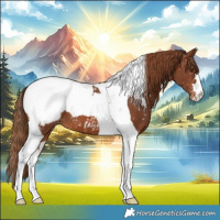 Horse Color:Chestnut Tobiano Appaloosa 