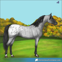 Horse Color:Blue Roan Appaloosa