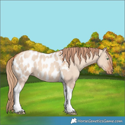 Horse Color:Gold Champagne Dun Tobiano Appaloosa 