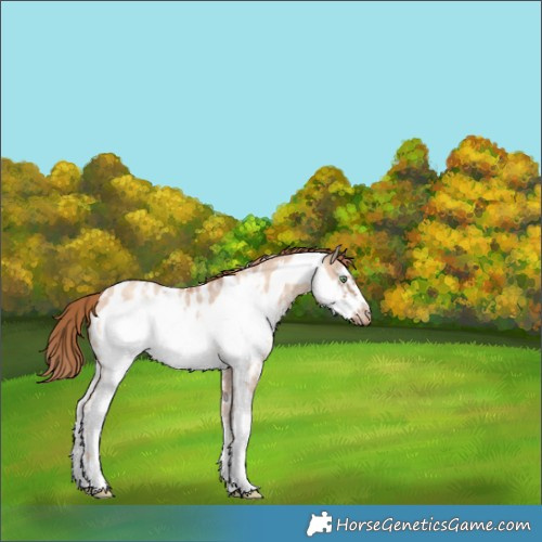 Horse Color:Gold Champagne Dun Sabino Frame Near Leopard 