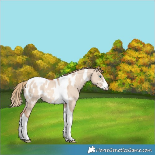 Horse Color:Gold Champagne Dun Sabino Tobiano Appaloosa Rabicano