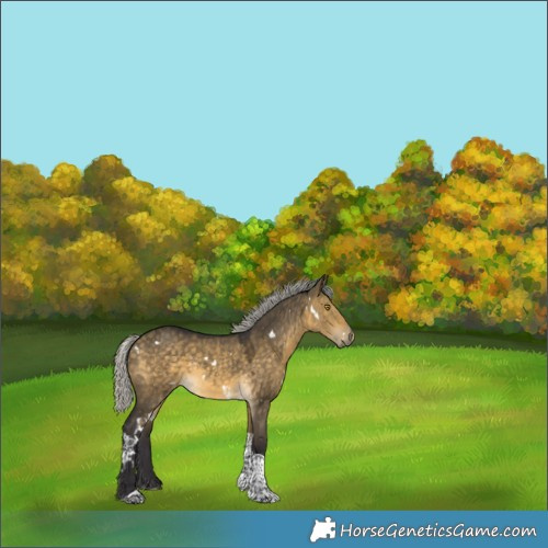 Horse Color:White Spotted Silver Buckskin Dun Tobiano 