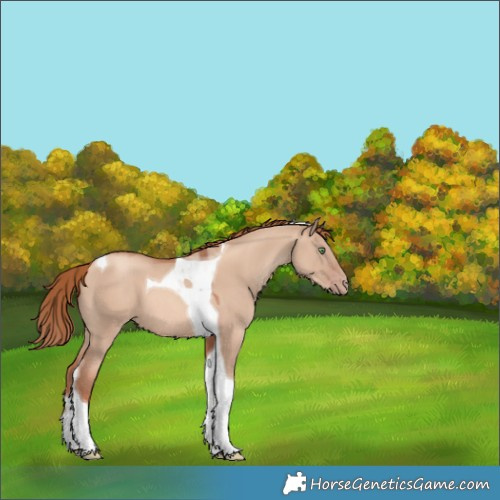 Horse Color:Gold Champagne Dun Tobiano