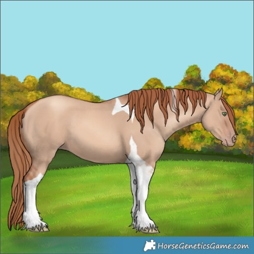 Horse Color:Gold Champagne Dun Tobiano 