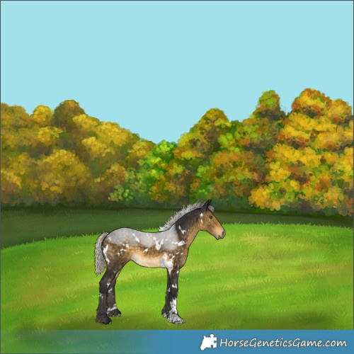 Horse Color:White Spotted Silver Buckskin 