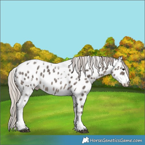 Horse Color:White Spotted Silver Black Tobiano Appaloosa Rabicano 