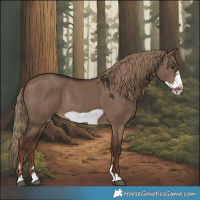 Horse Color:Liver Red Dun Frame Rabicano 