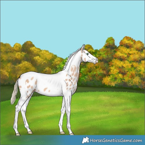 Horse Color:Gold Champagne Dun Splash Tobiano Appaloosa 