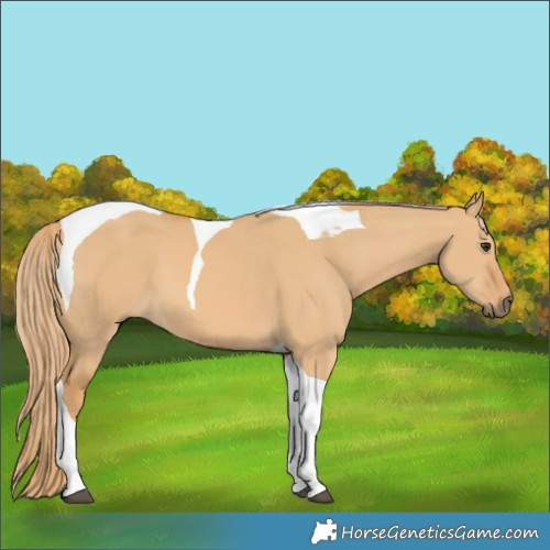 Horse Color:Red Dun Tobiano 